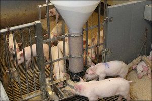 Feeders for pigs