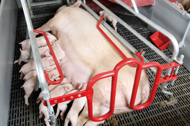 Свиноматка с поросятами в станке опороса