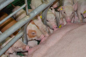 Piglets-and-sow