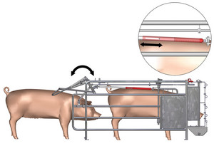 Свиноматки в станке свободного доступа