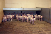 800-sows-5