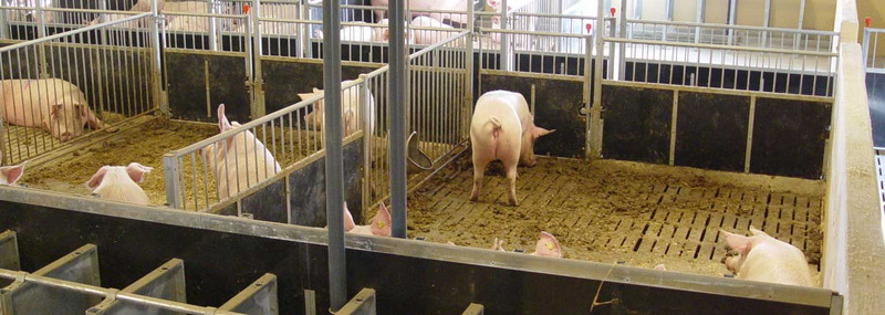 INN-O-FLEX penning for sows and boars INN-O-FLEX penning for sows and boars