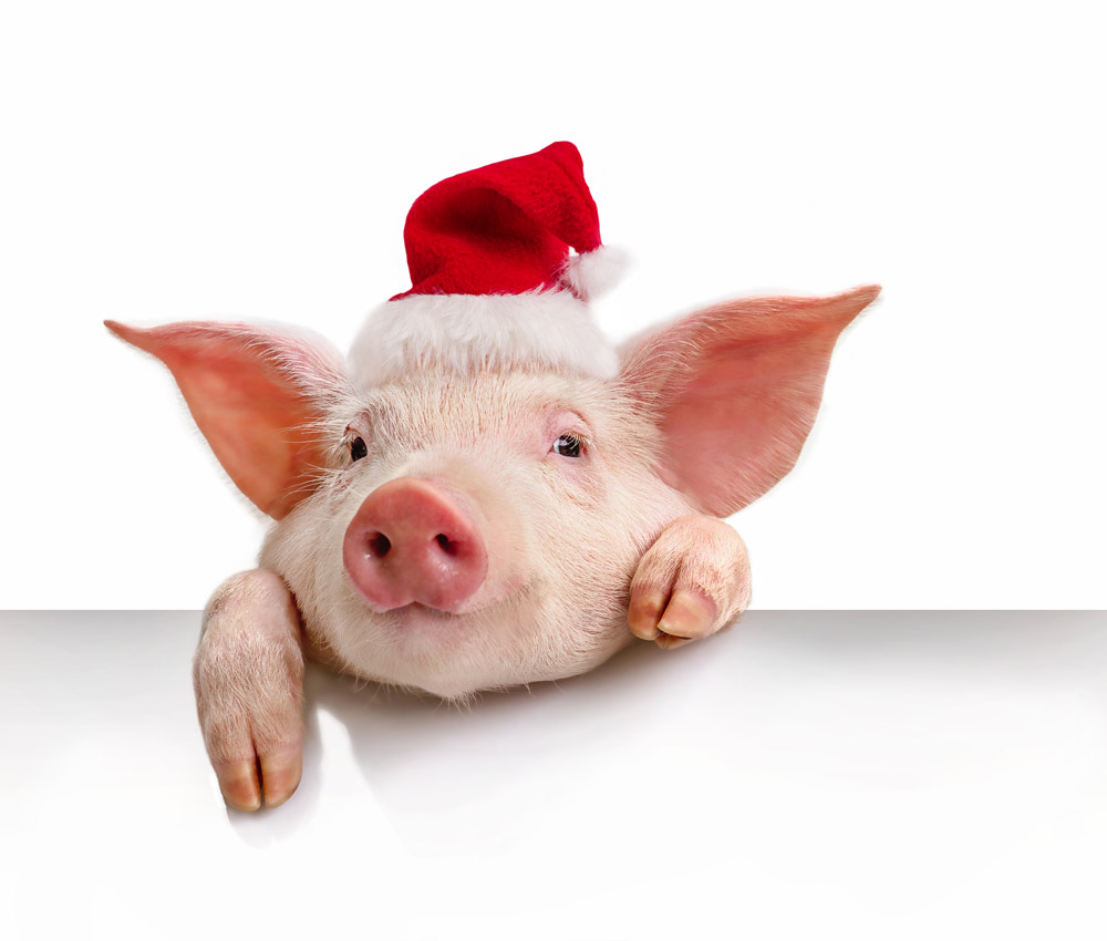Pig in a red Santa Claus hat isolated on white, his hanging a white banner